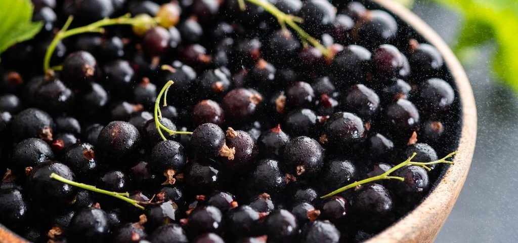 Ribes nigrum a cosa serve?